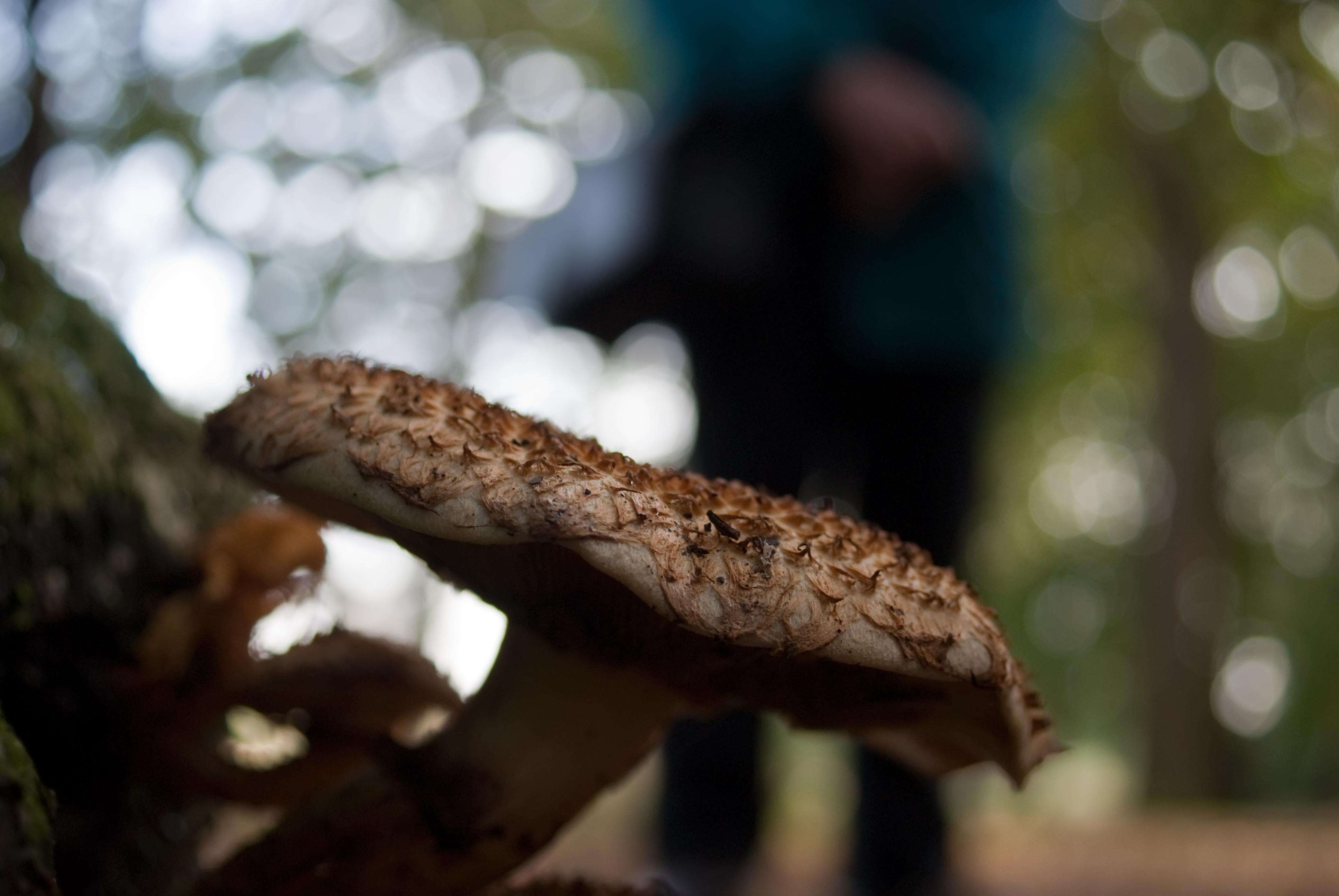 Pholiota squarrosa (Vahl) P. Kumm. 1871 resmi