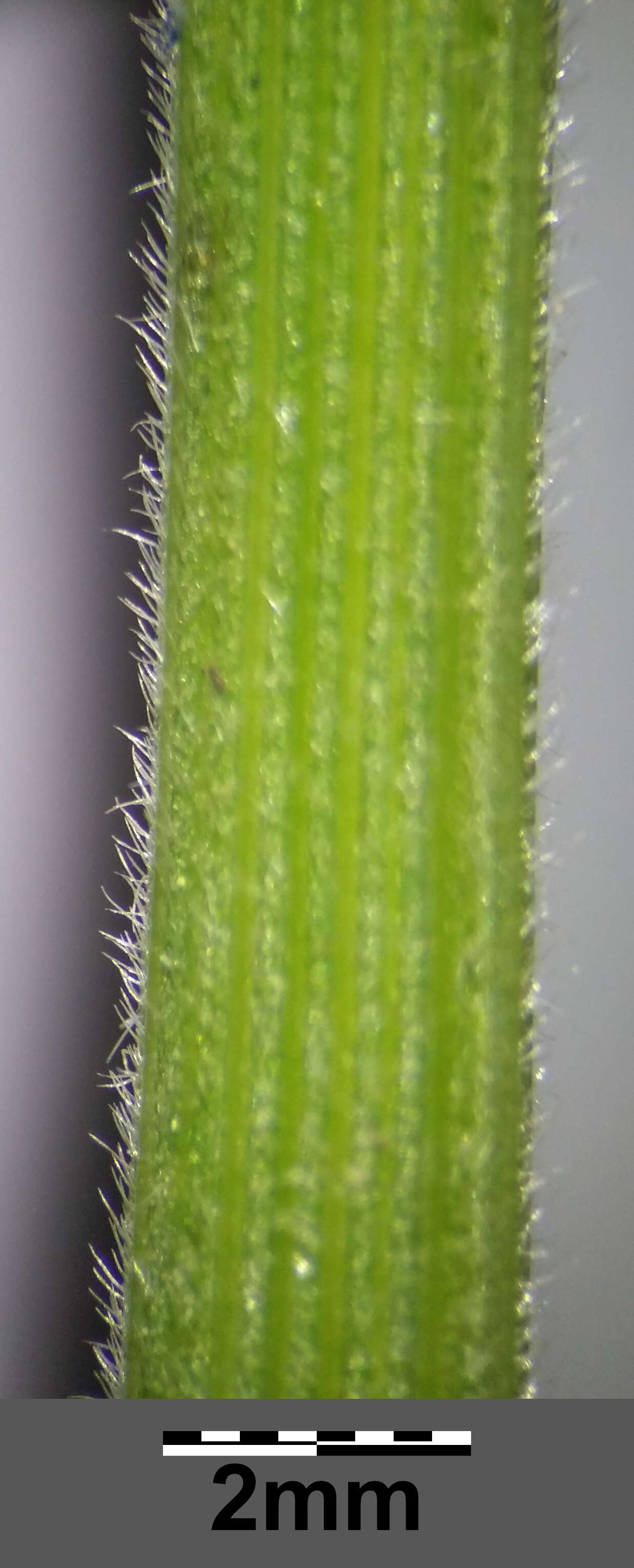 Plancia ëd Helictochloa pratensis (L.) Romero Zarco