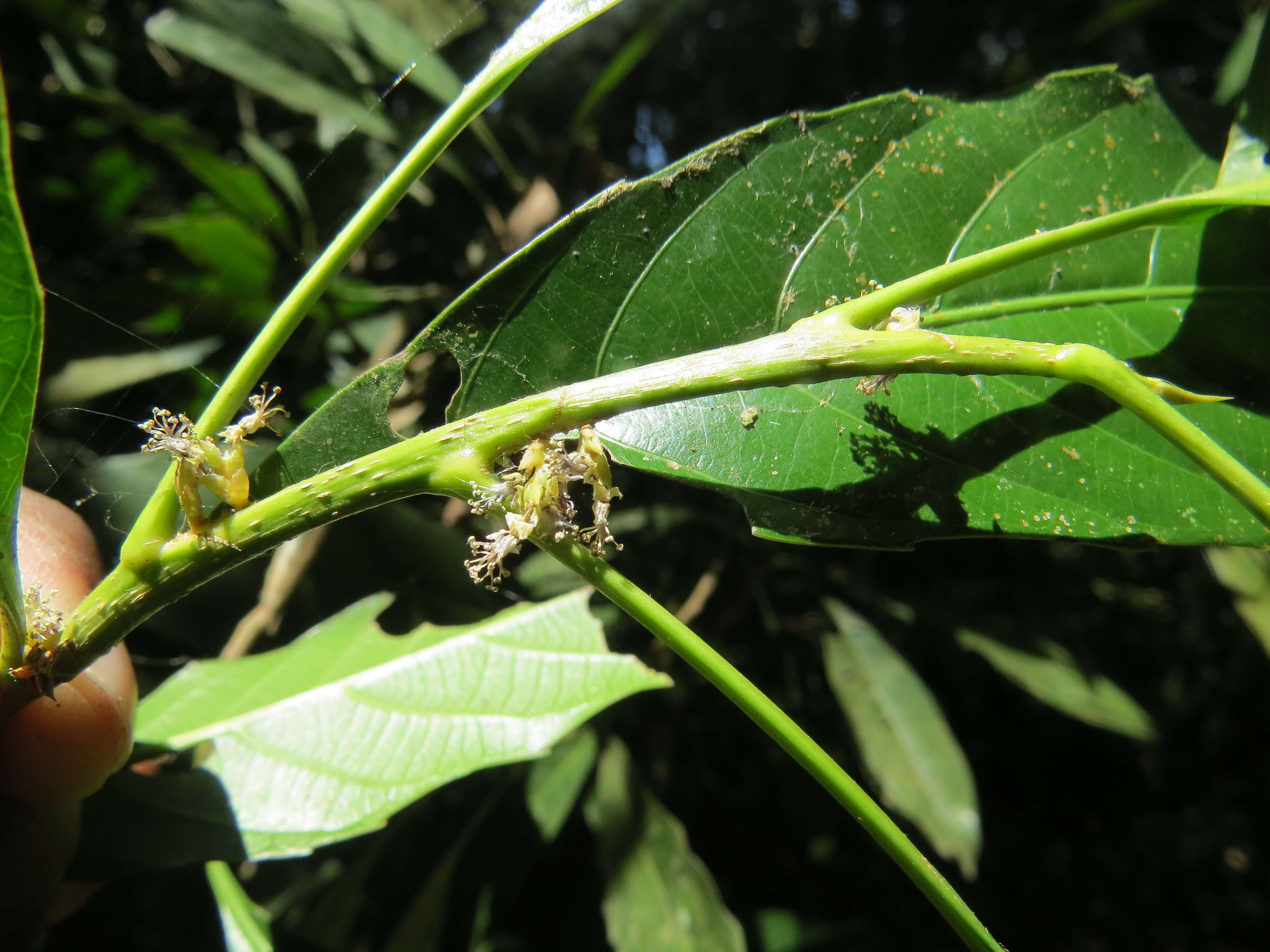 Image of Agrostistachys indica Dalzell