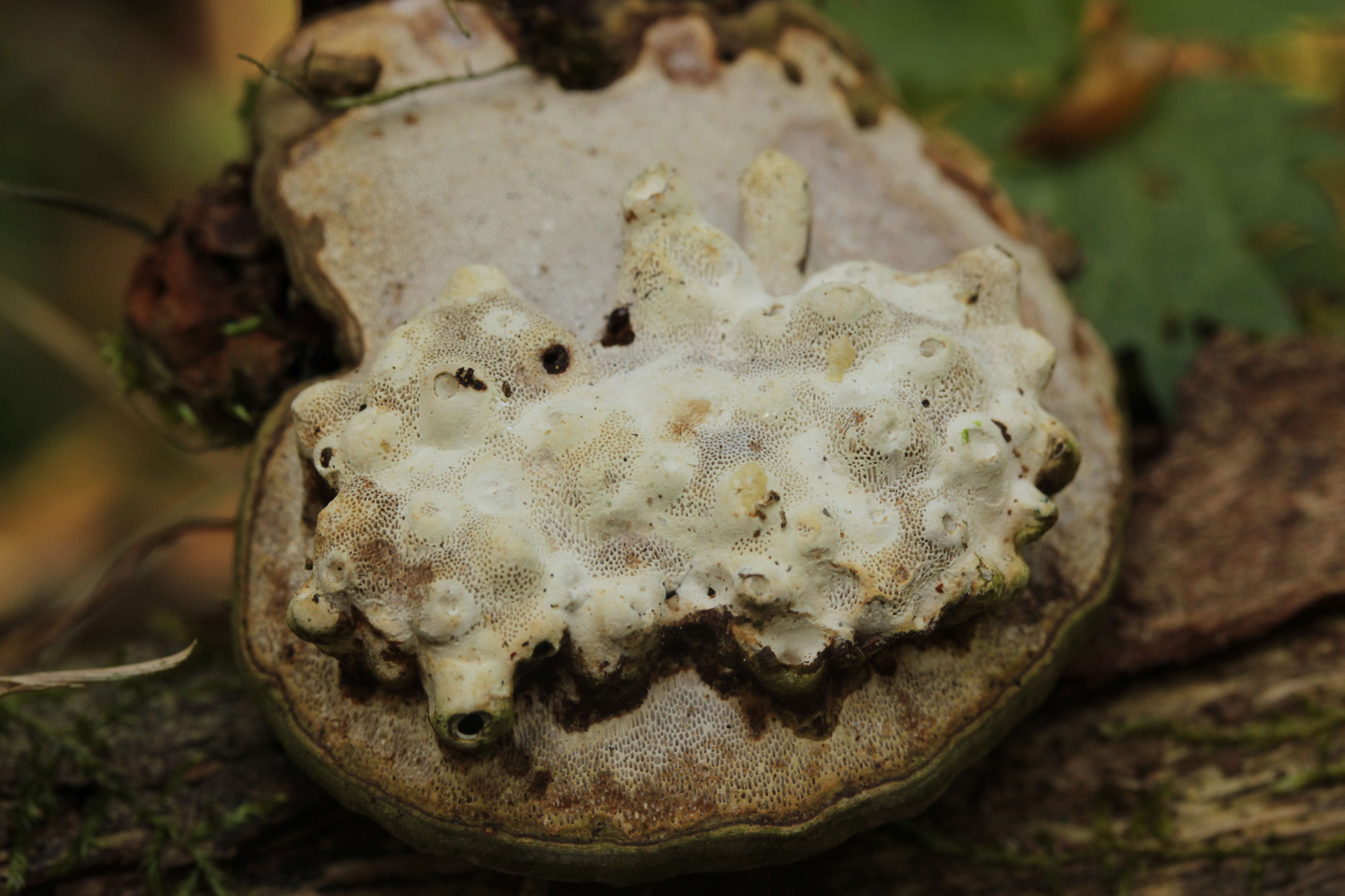 Image of Ganoderma applanatum