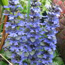 Image of Ajuga turkestanica (Regel) Briq.