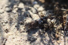 Image of blue-winged grasshopper