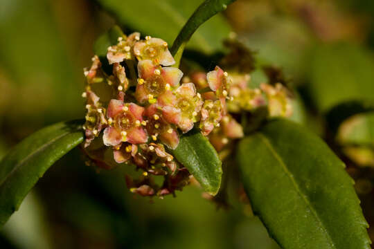 Image of Oregon boxleaf