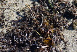 Image of Common Pipefish