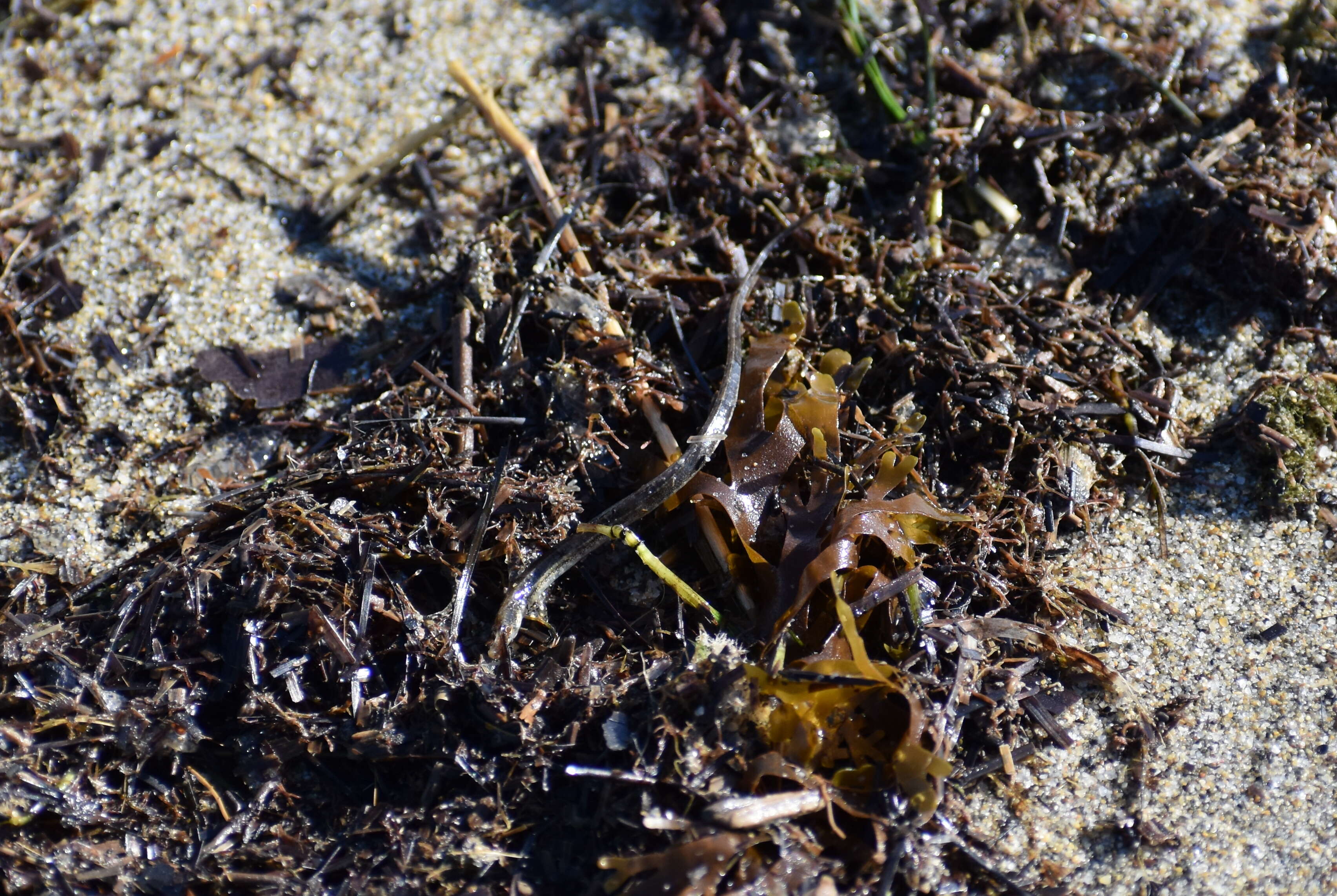 Image of Common Pipefish