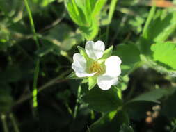 Image of Barren Strawberry