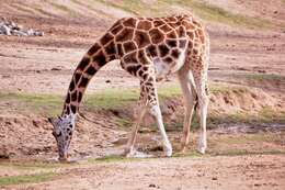 Plancia ëd Giraffa camelopardalis (Linnaeus 1758)