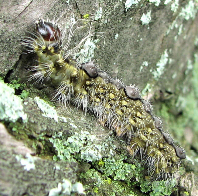 Image of Ochre Dagger Moth