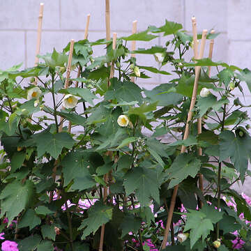 Image of Painted indian mallow