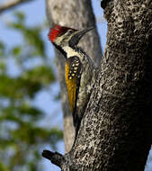 Image of Black-rumped Flameback