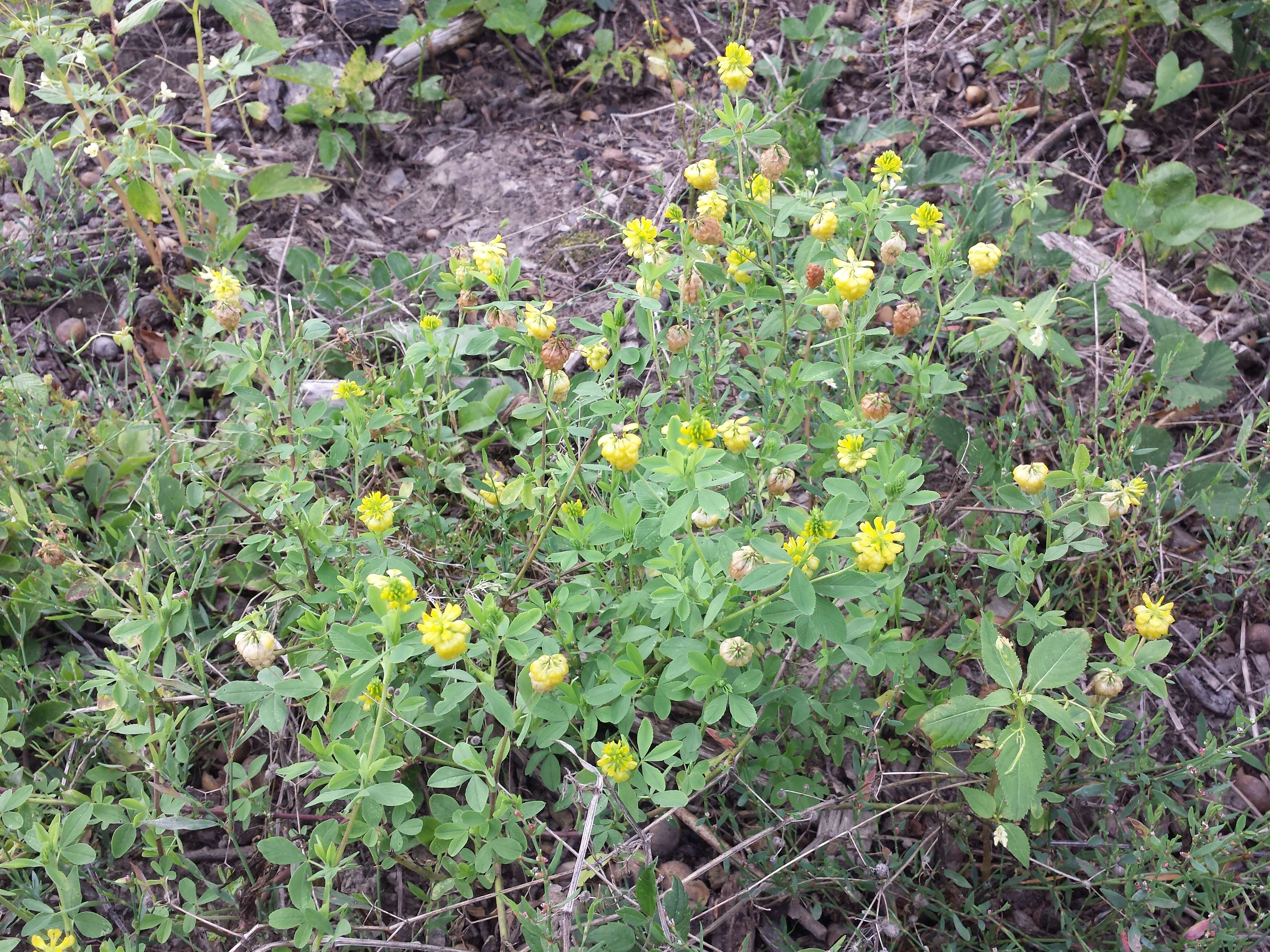 Plancia ëd Trifolium aureum Pollich