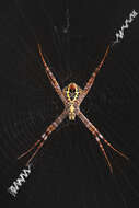 Image of Multi-coloured St Andrew's Cross Spider