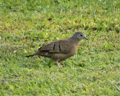 Image of Ruddy Ground Dove