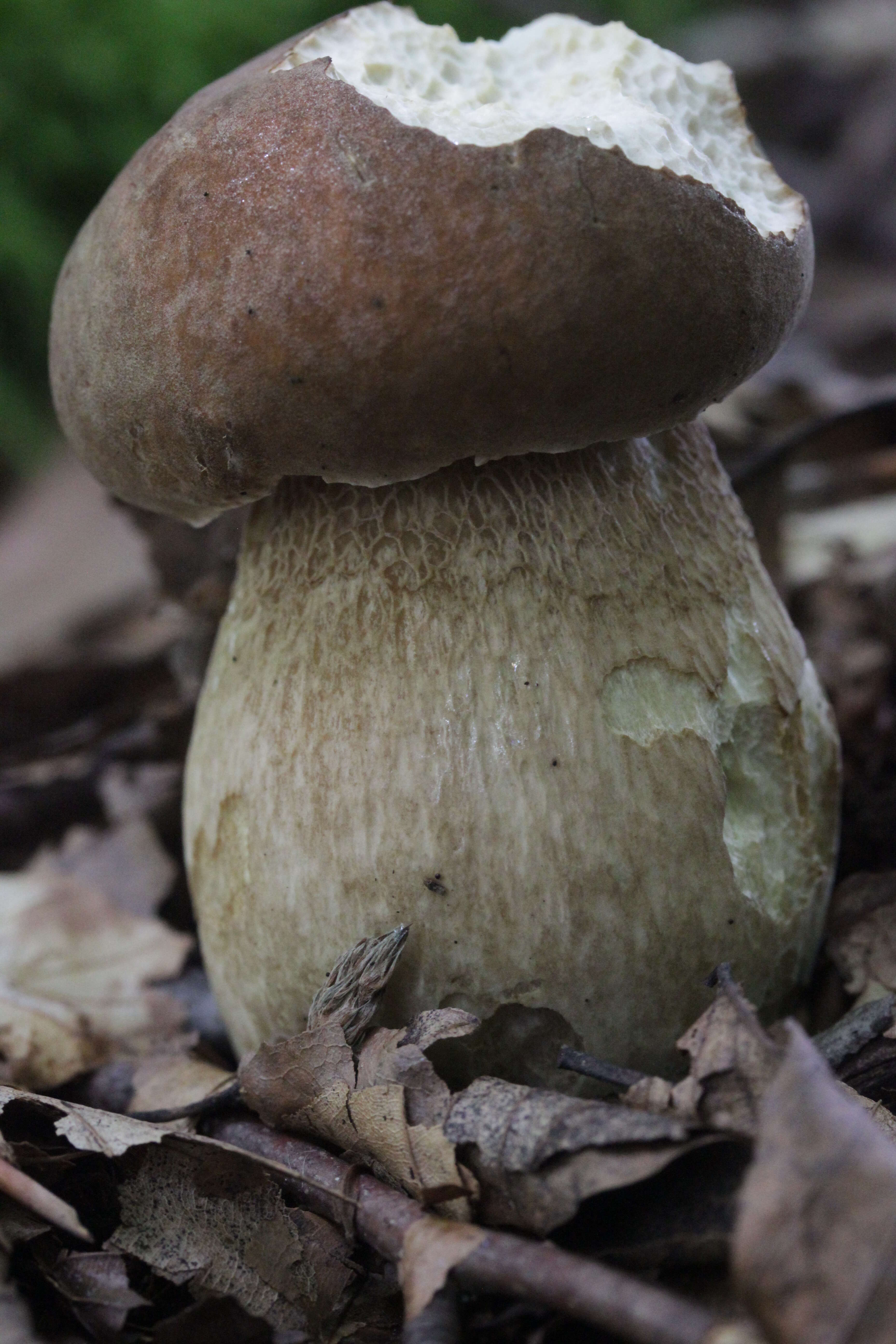 Imagem de Boletus reticulatus Schaeff. 1774