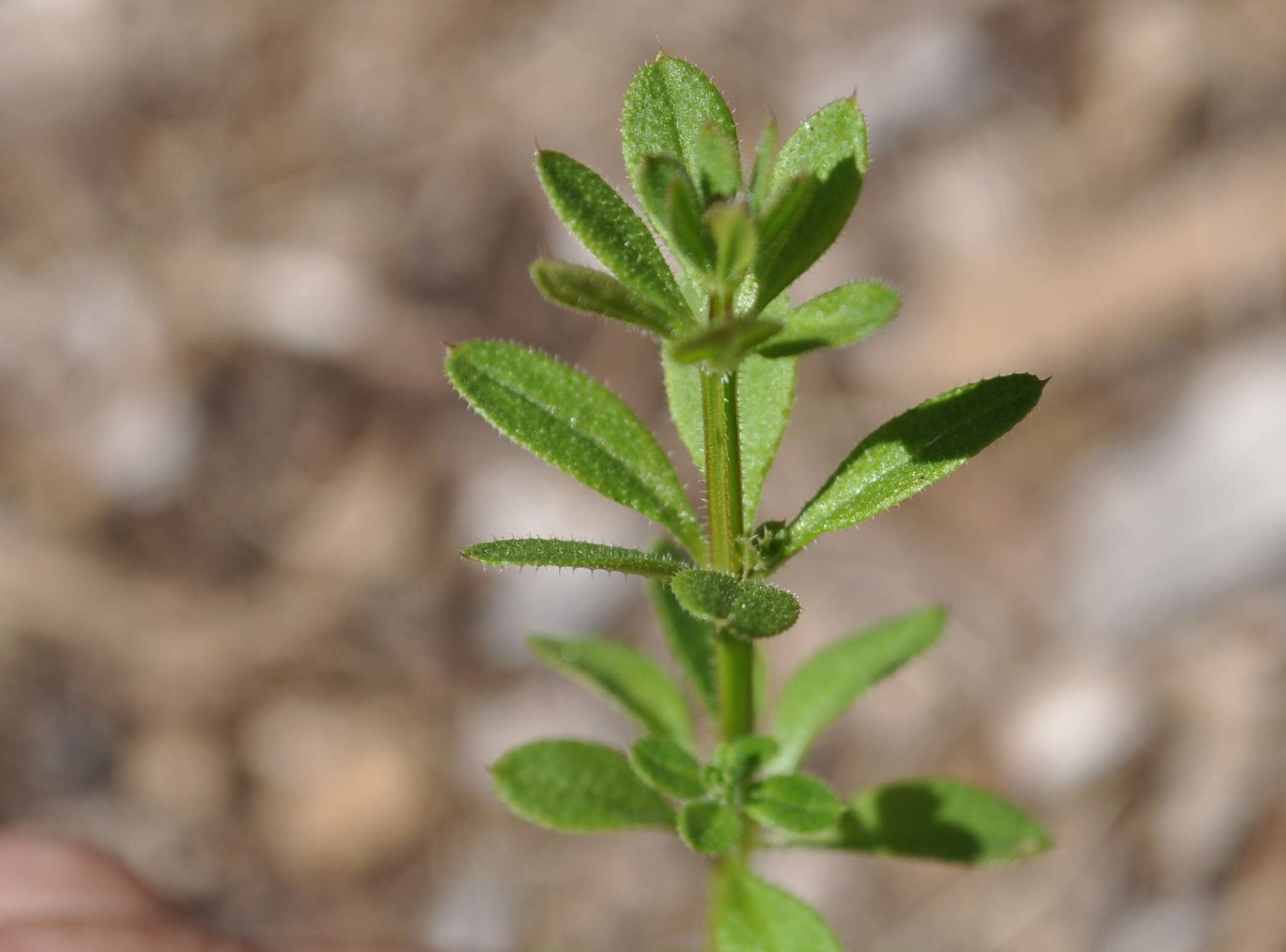 Plancia ëd Galium aparine L.