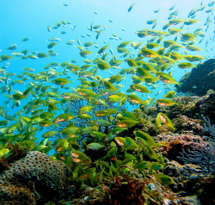 Image of Dusky rabbitfish