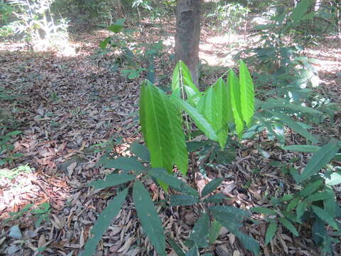 Image of Lepisanthes tetraphylla (Vahl) Radlk.