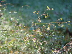 Image of scarlet spiderling