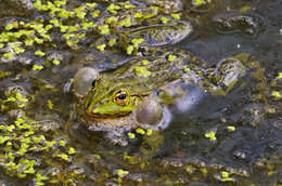 Image of Pelophylax esculentus