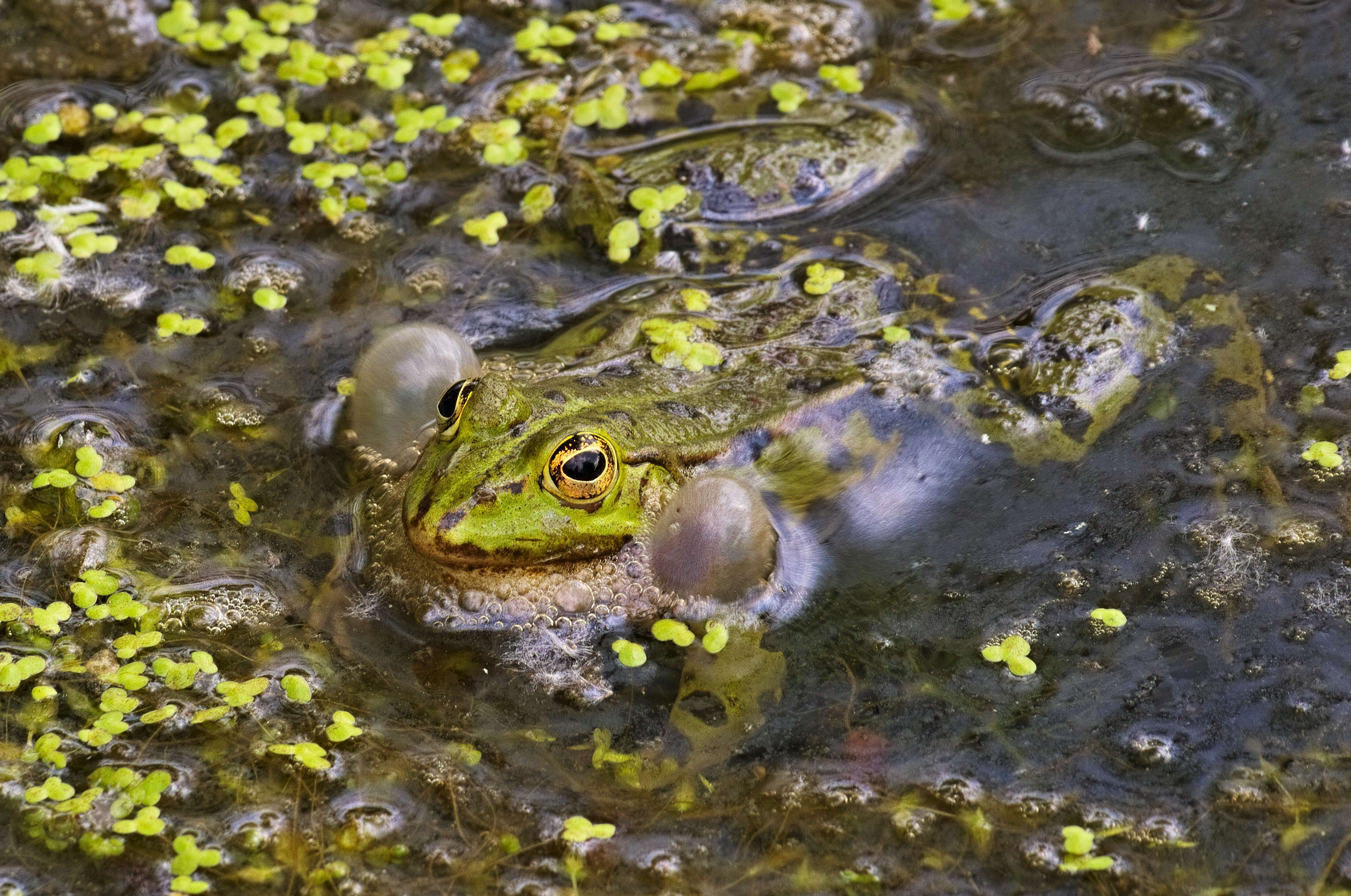 Image of Pelophylax esculentus