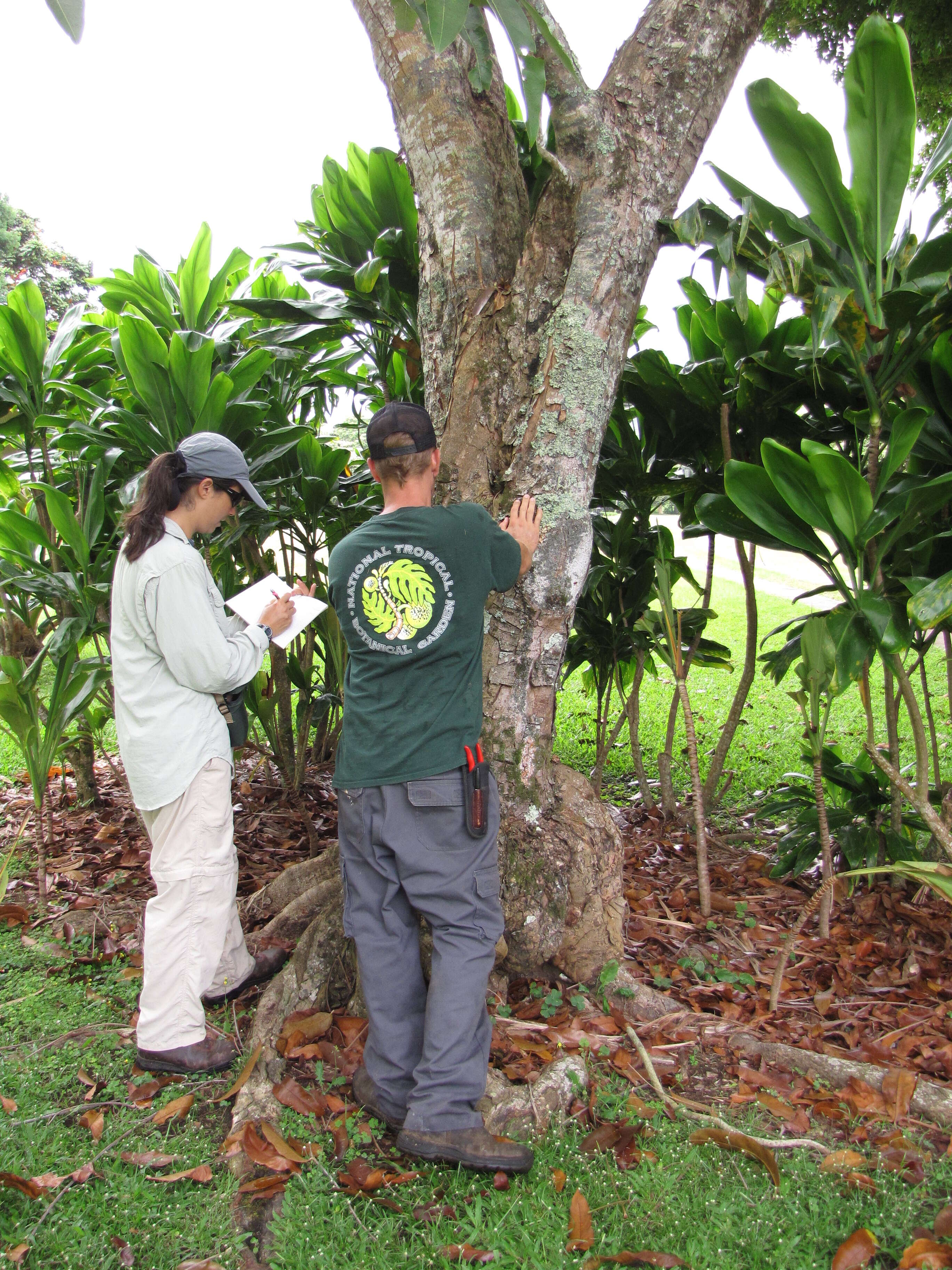 Image de Carapa guianensis Aubl.