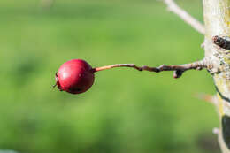 Image of Common Hawthorn