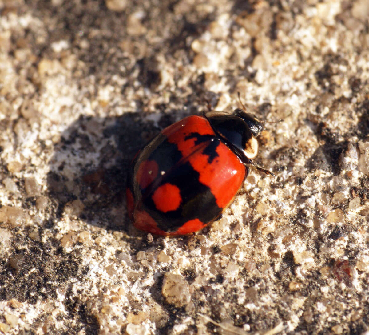 Plancia ëd Adalia bipunctata (Linnaeus 1758)