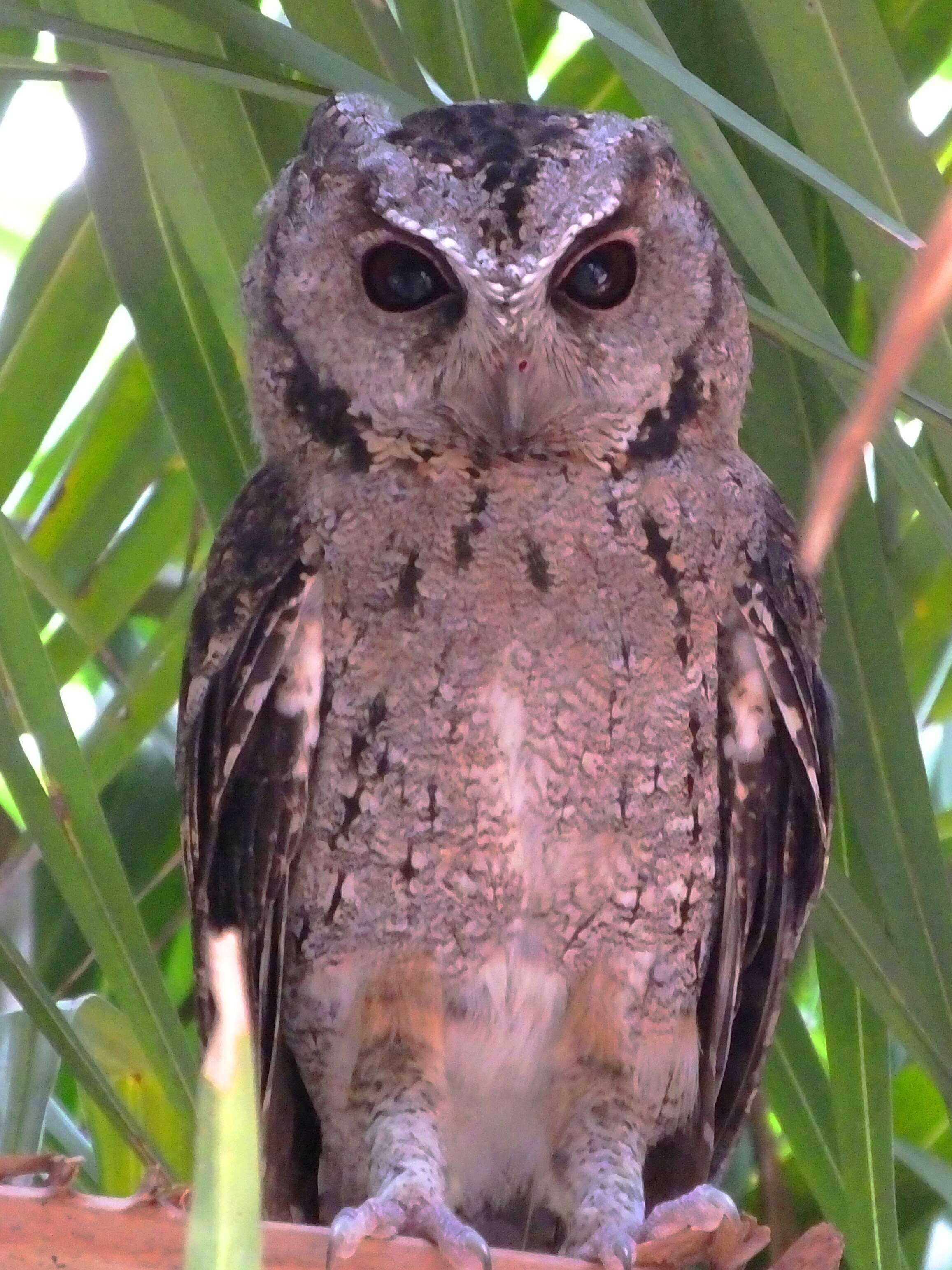 Image of Collared Scops Owl