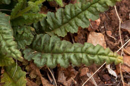 Image of scorpionweed