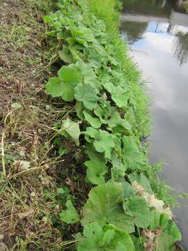 Image of pestilence wort