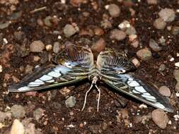 Imagem de Parthenos sylvia