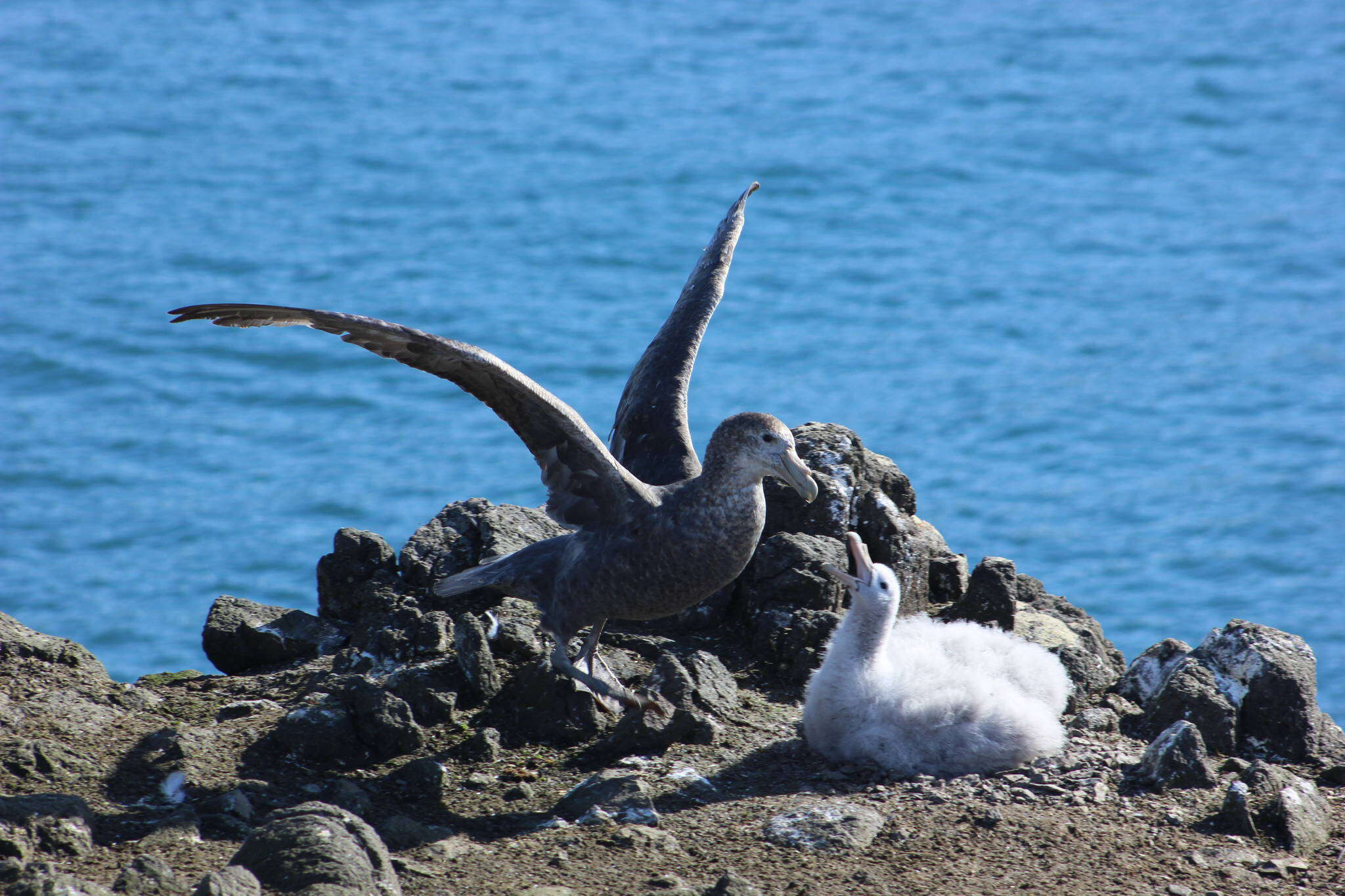 Image of Antarctic Giant-Petrel