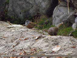 Image of European Rock Bunting