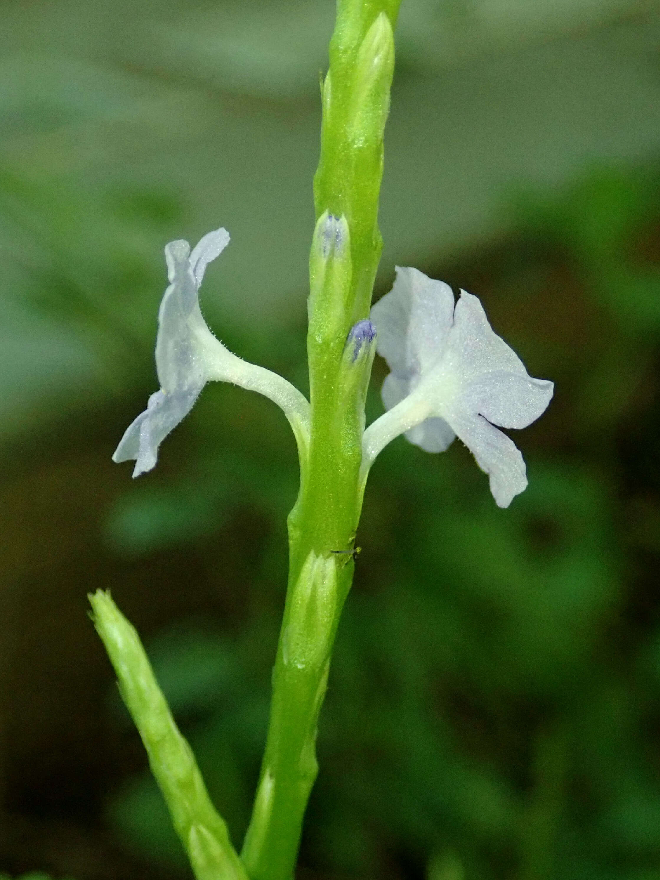 Слика од Stachytarpheta indica (L.) Vahl