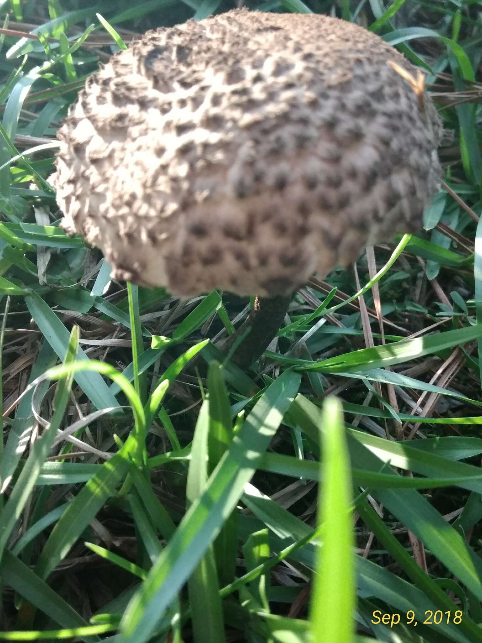 Слика од Strobilomyces strobilaceus (Scop.) Berk. 1851