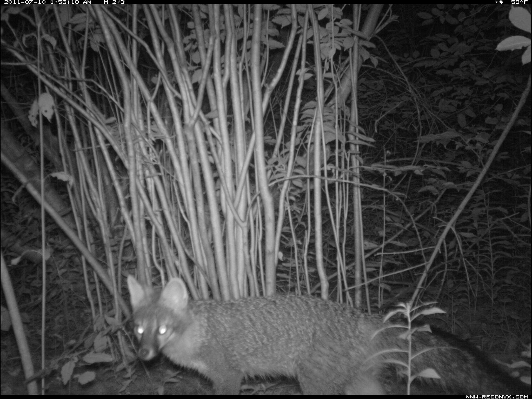 Image of Grey Foxes