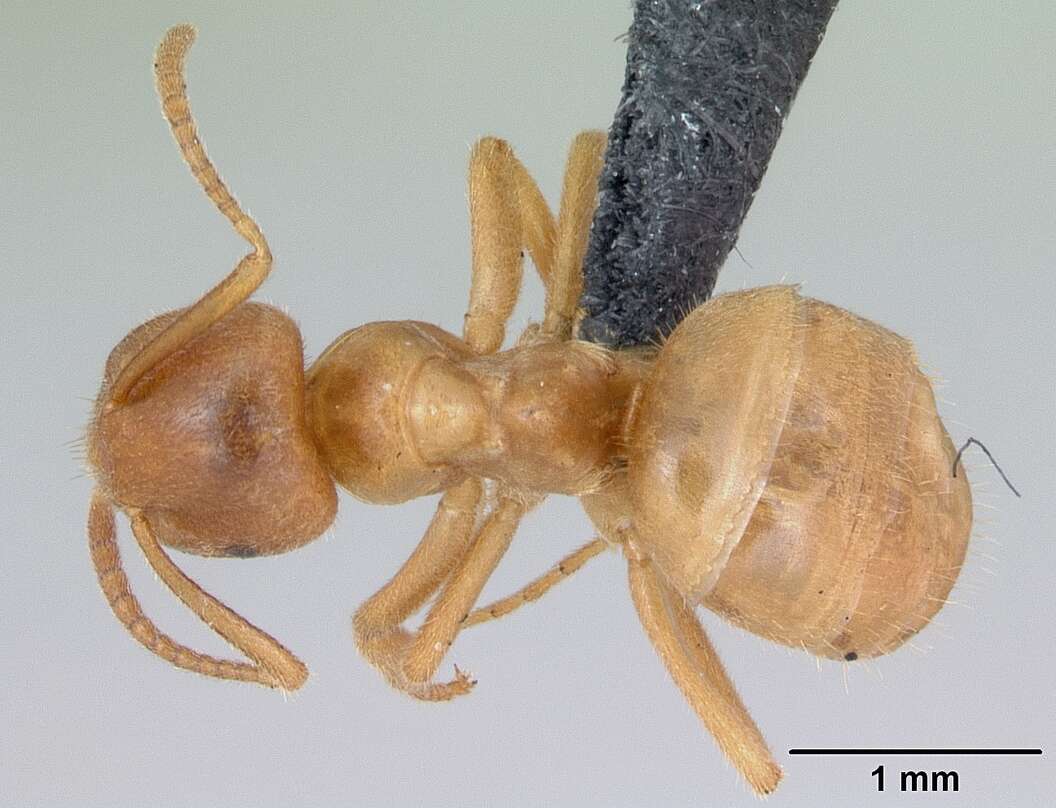 Image de Lasius meridionalis (Bondroit 1920)