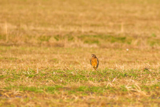 Image of Northern Harrier