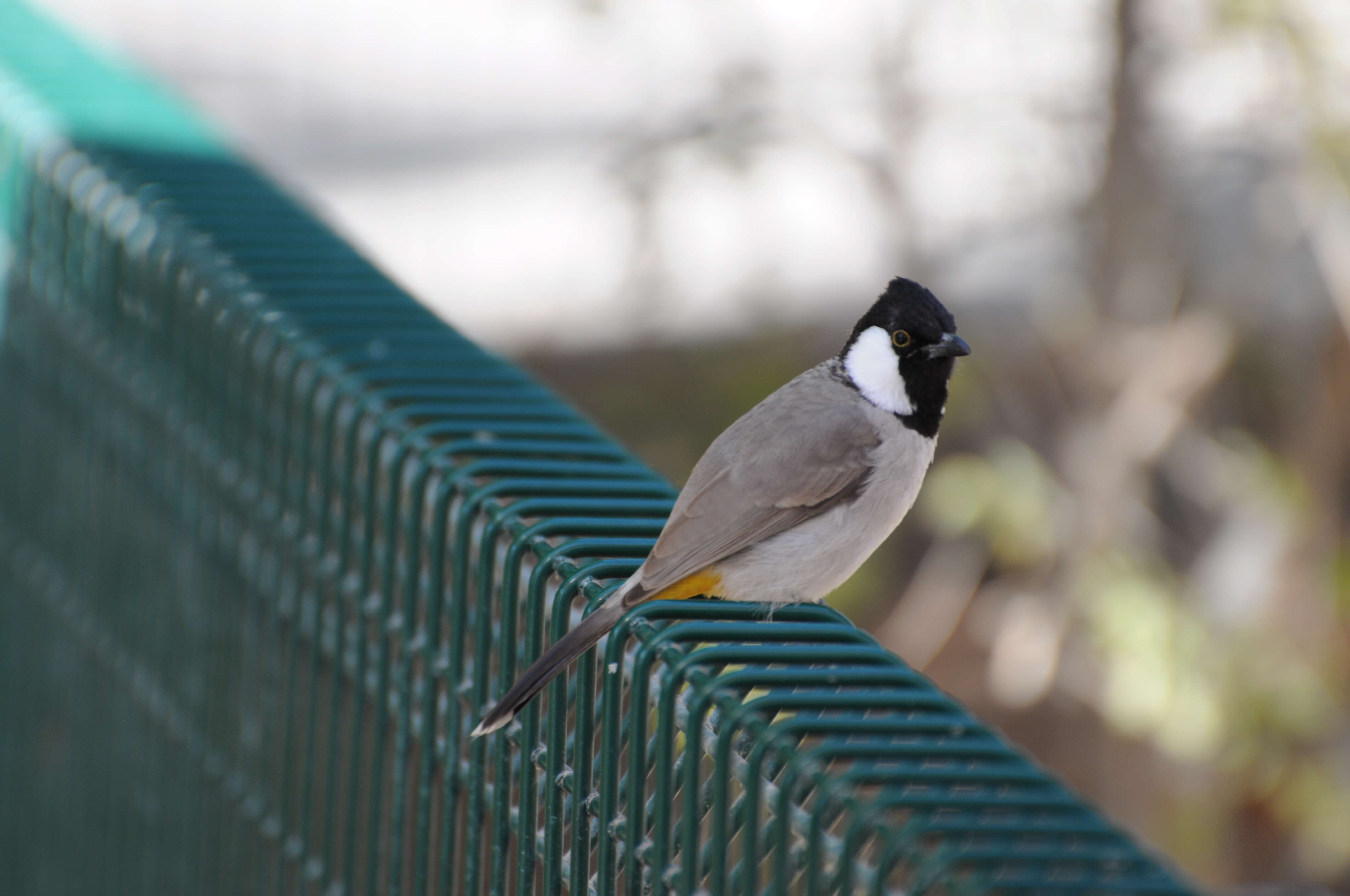 Image of White-eared Bulbul