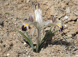 Image of Persian Iris