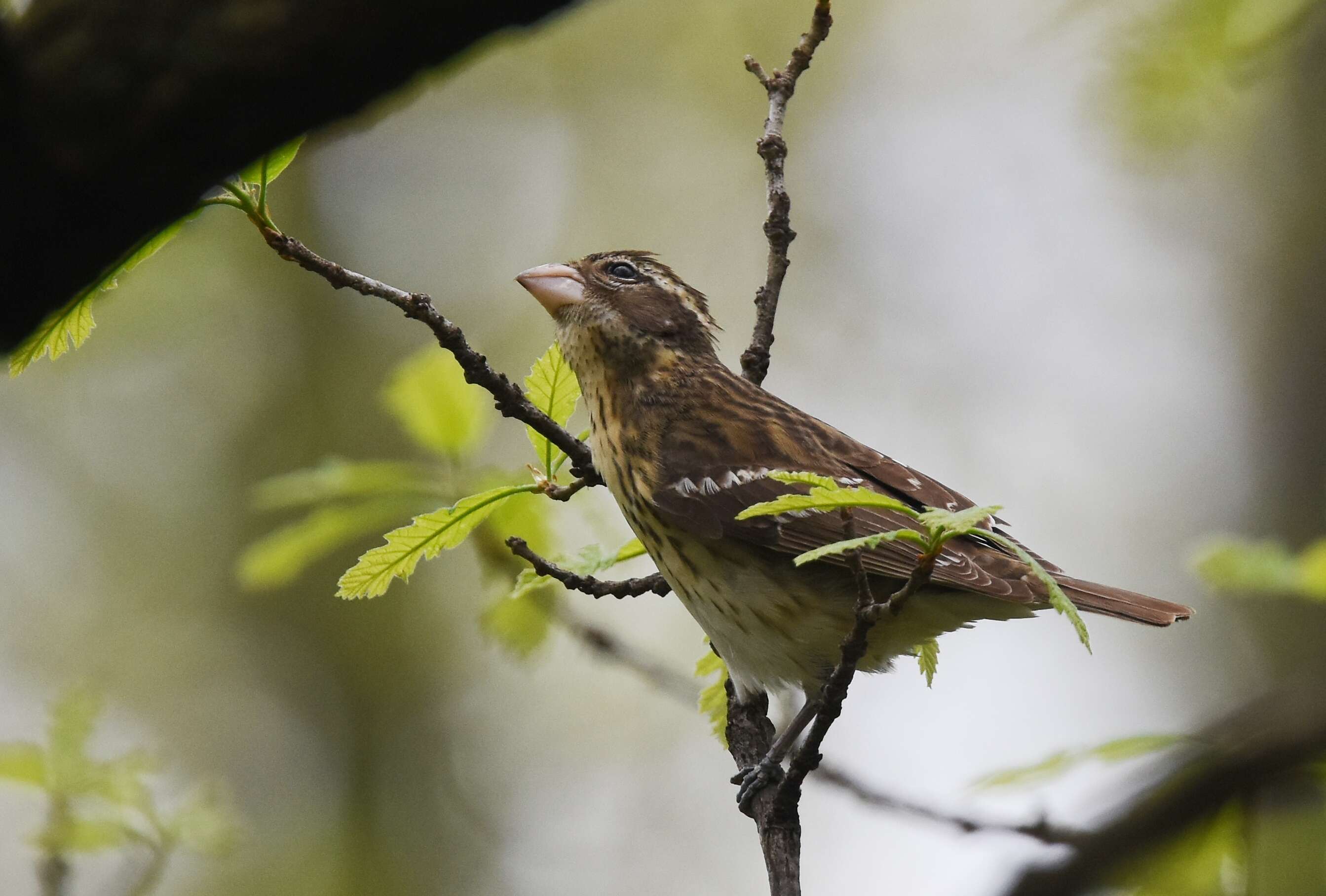 Image of Rose-breasted Grosbeak