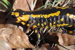 Image of Common Fire Salamander