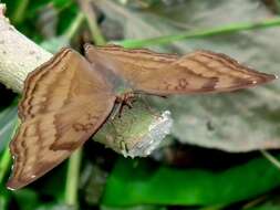 Image of chocolate pansy