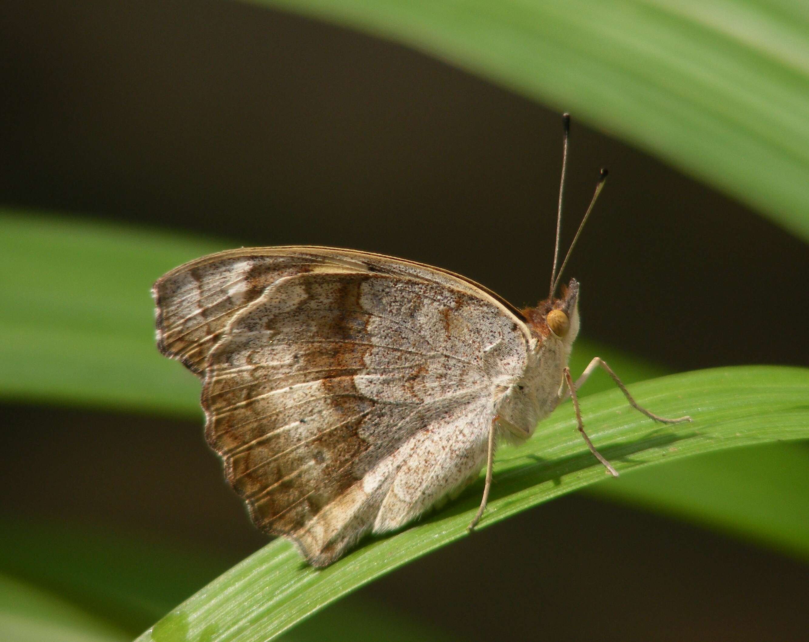 Imagem de Junonia hierta Fabricius 1798