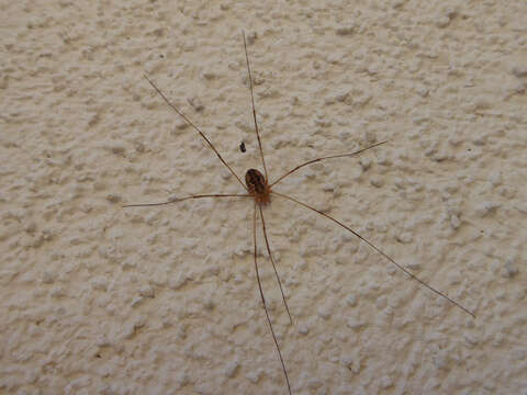 Image of Daddy longleg