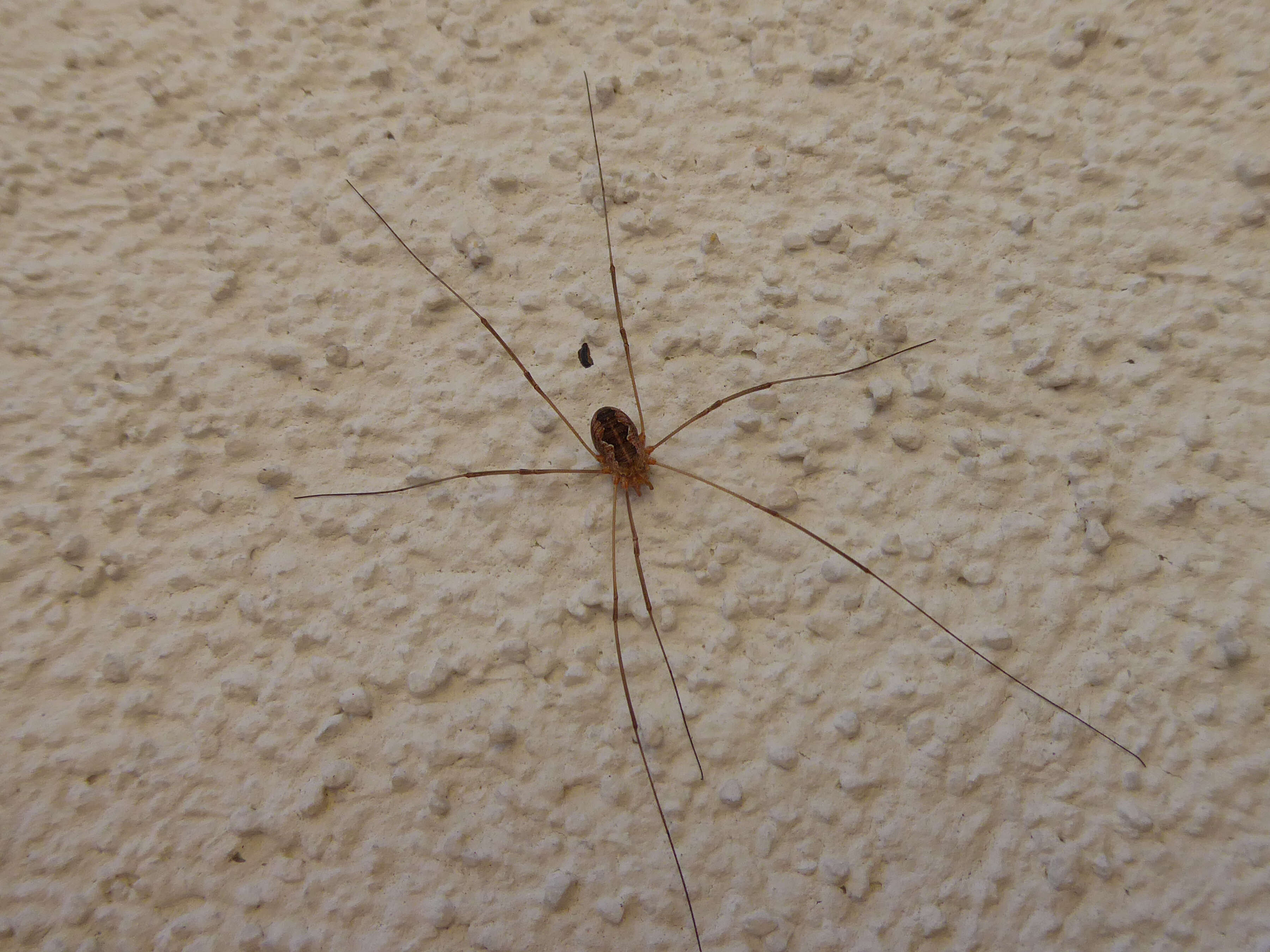 Image of Daddy longleg