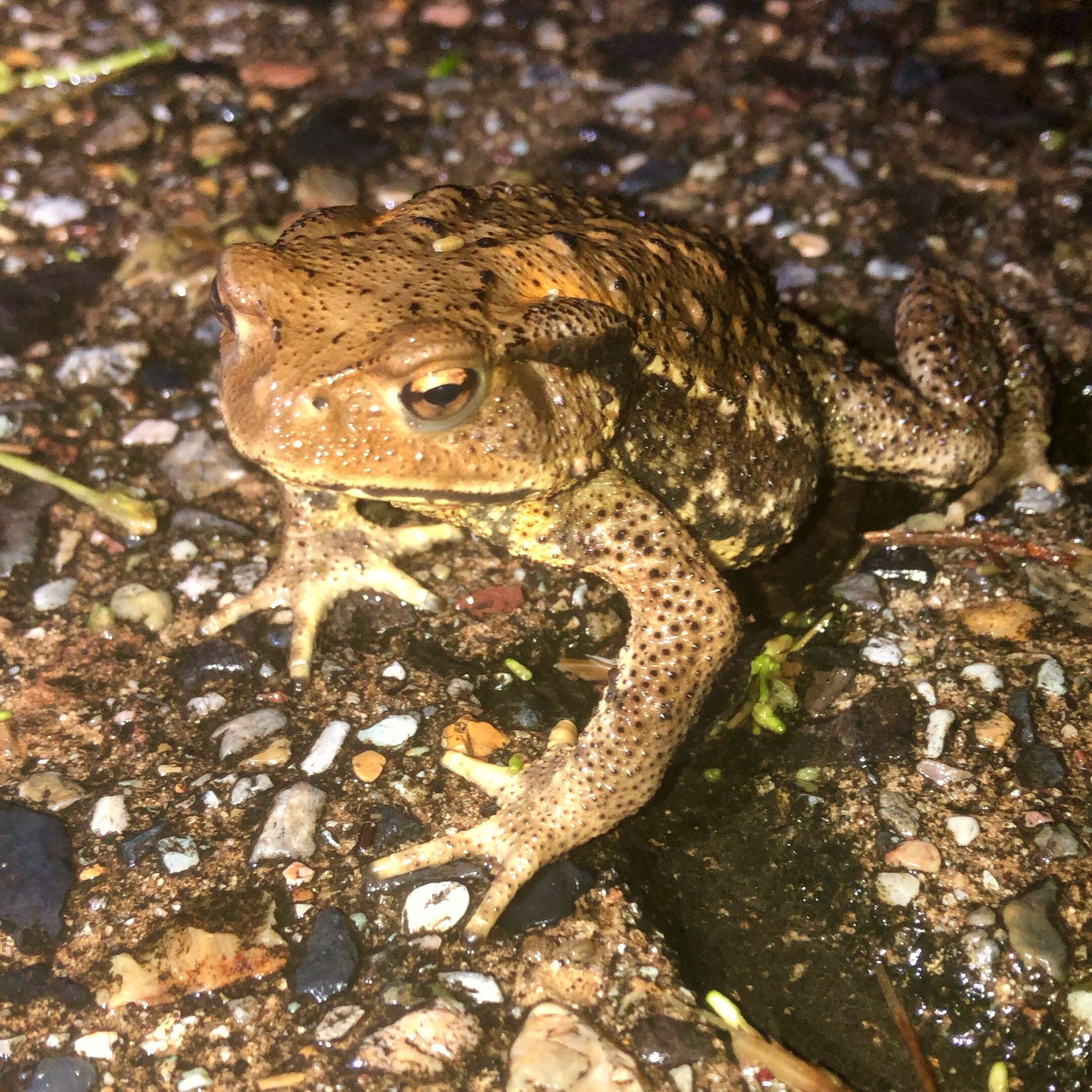 Sivun Bufo japonicus Temminck & Schlegel 1838 kuva