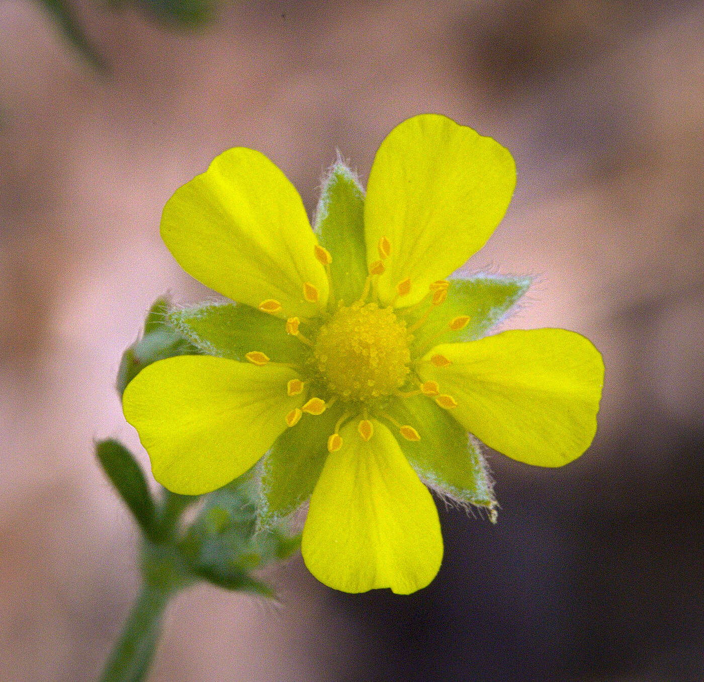 Image of Bushy Cinquefoil