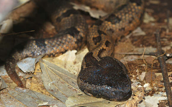 Image of Chinese Mountain Pit Viper