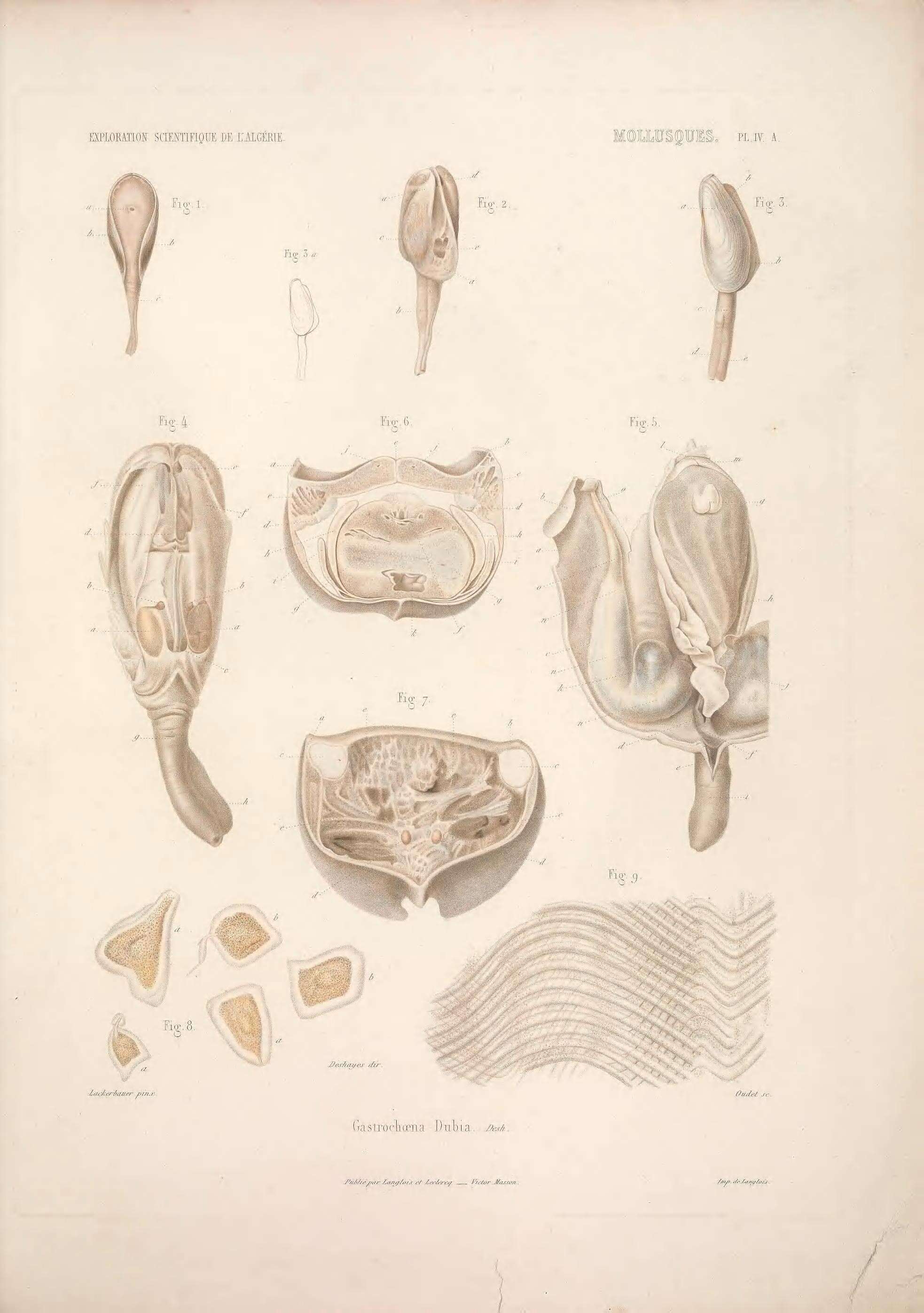 Image de Gastrochaena Spengler 1783